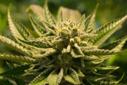 Untrimmed CBD Biomass – Ideal for Oil Extraction